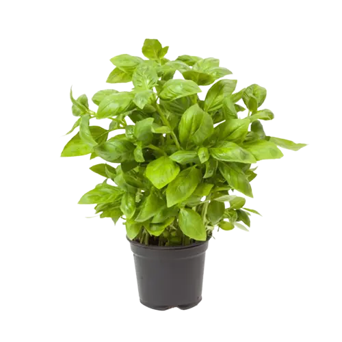 Basil Plant Pot 30g UAE