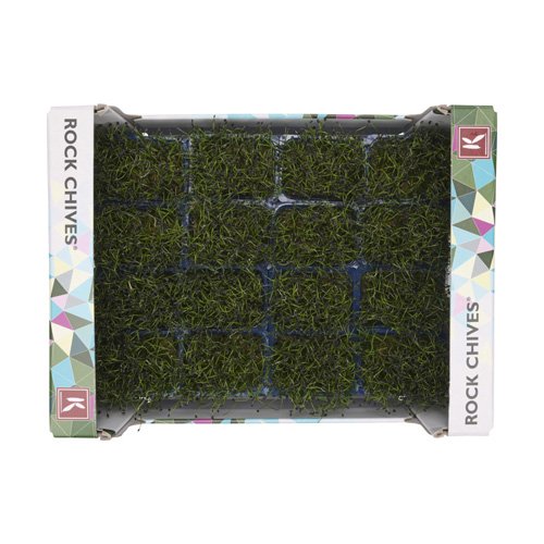 Rock Chives Cress 16pot UAE