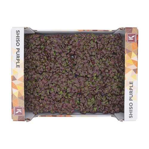 Shiso Purple Cress 16pot UAE