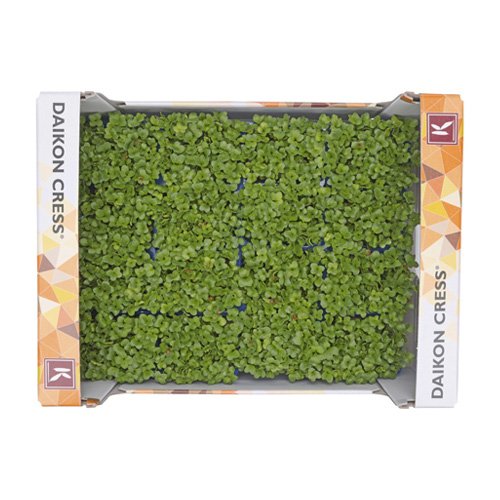 Daikon Cress 18pot UAE