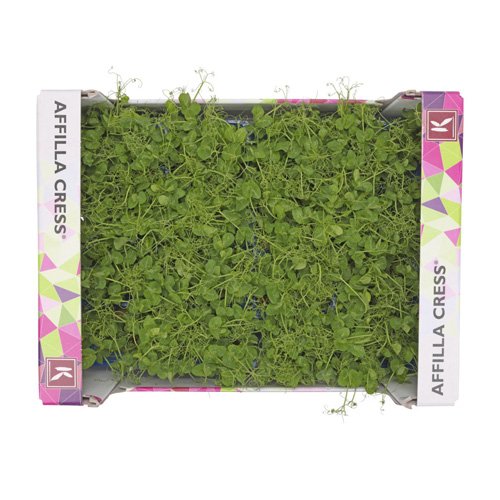 Affilla Cress 16pot UAE