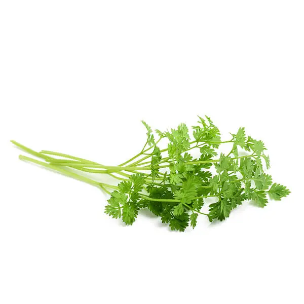 Chervil 100g Netherlands